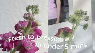 How To Press flowers In Under 5 Minutes Quick amp Easy  Pressing Flowers In The Microwave [upl. by Enneite]