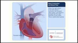 Heart Contraction and Blood Flow [upl. by Moth]