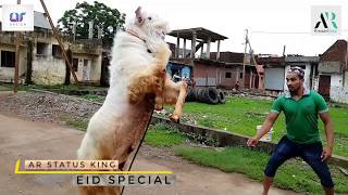 EidUlAdha Special Bakra Eid Whatsapp Status  Energetic Goat 2019  Eid Special 2019 [upl. by Colbye131]