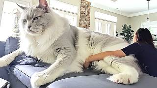 The BIGGEST CAT BREEDS In The World [upl. by Llenor19]