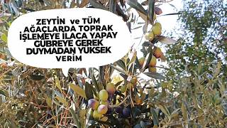 Zeytinlerden Sıfır Maliyetle Yüksek Verim Aldım bahçe çiftçi ağaçlar meyve fruit köy olive [upl. by Salomi283]