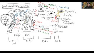 Membrane transport VI  Membrane Trafficking Thaiภาษาไทย [upl. by Rennoc]