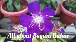 Begum bahaar plant care  Tibouchina plant care gardening plantcare [upl. by Esmaria806]