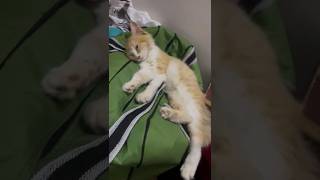 The most dramatic cat youtubeshorts kitten [upl. by Madlin]