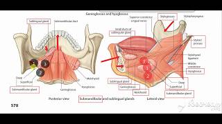 Submandibular gland parts [upl. by Beverlie]