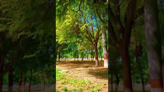 Nature with original sound 👏👏nature naturelovers naturephotography [upl. by Lockwood]