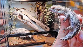 Spiny Tailed Skink UPDATE  Egernia depressa [upl. by Naillig974]