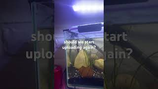 should we asmr satisfying fyp fish aquarium [upl. by Vernier260]