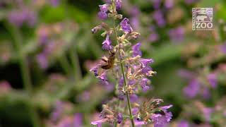 How to Plant a Pollinator Garden  Cincinnati Zoo [upl. by Bolton]