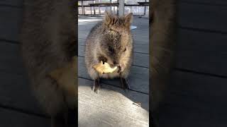 Quokka Rottnest Island [upl. by Weatherby]