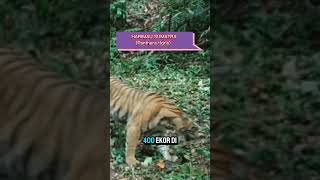 Harimau sumatra Panthera tigris [upl. by Akienaj]