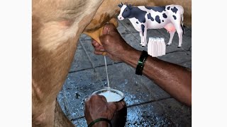 Live Cow🐄 Milking  A Quick Method Of Milking By Hand 🤚 ❣️🐄 cow dairyfarm milking former [upl. by Leelahk850]