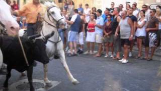 taureaux lachés dans les rues dEyguières [upl. by Thurber]