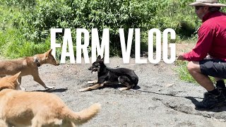 Introducing a New Dingo Pup  Dog Farm Sanctuary Australia  Dog Video [upl. by Garrick]