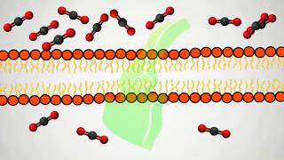 Gas permeation through the membranes [upl. by Edd]