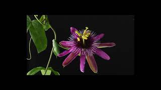 PASSION FLOWER TIME LAPSE [upl. by Benjy]