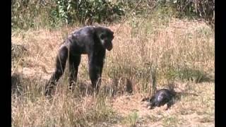 Chimpanzee mother learns about her dead infant [upl. by Heins484]