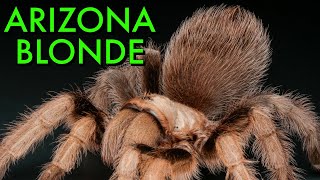 BEST Care For Aphonopelma chalcodes  Arizona Blonde Tarantula [upl. by Anahahs]