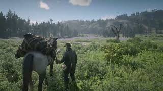 Red Dead Redemption 2 Ambience Searching for Lady Slipper Orchids in West Elizabeth [upl. by Aney]