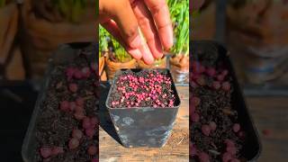 Grow Coriander Leaves at Home Simple amp Fast Tips for a Lush Harvest in 2024 gardening plants [upl. by Wernick]