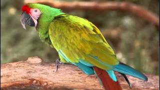 Guacamayo Verde o Guacamayo Militar Cantando Sonido para Llamar El Mejor [upl. by Marlea578]