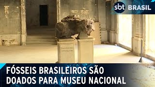 Museu Nacional recebe doação de mais de mil fósseis brasileiros  SBT Brasil 070524 [upl. by Rodavlas]