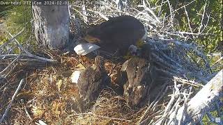 Captiva Eagle Cam 02022024 1513 [upl. by Hamid]