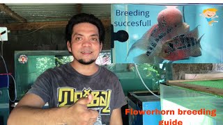 Flowerhorn Breeding Step by Step Guide [upl. by Cybill372]