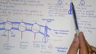 Chemiosmosis And Oxidative Phosphorylation  Federal And KPK Board  Class 11 Biology [upl. by Saerdna]