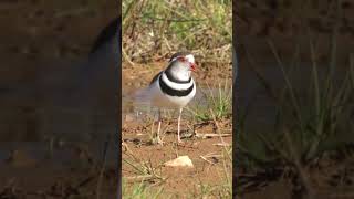 Three banded Plover call Overberg shorts birds birdsinging [upl. by Maje]