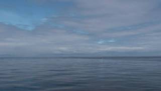 1000 Scottish Dolphins from Hebridean Whale Cruises Gairloch [upl. by Zampardi]