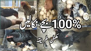 murgi k ando sy bachy kaisy nikalain 😎Hen chicken  egg hatching  hen chicken [upl. by Manning]