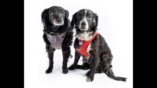 Adopt Samara and Twilight at Muttville San Francisco [upl. by Zehc]