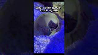 aquarium foryou fish meme [upl. by Yordan447]