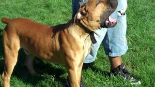 Male South African Boerboel pup For sale 8 months old 160000 [upl. by Ayoras]