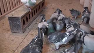 INTERVIEW WITH JOHN FARRELL IRISH HOMING PIGEON FANCIER [upl. by Neerual854]