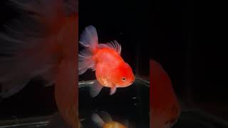 Oranda rosetail famale music song grooming kokifish koki fish goldfish ikanpasar [upl. by Saphra]