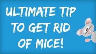 How to Get Rid of Mice in Your House  Amazing Tips for Getting Rid of Mice Naturally  Rodents [upl. by Inasah]