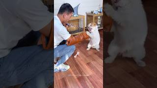 Training a Wild Maltipoo How to Teach Aggressive Eating Habits 🤯💀 shorts pets funny animals dog [upl. by Wojcik]