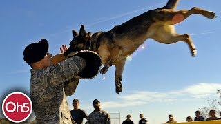 Dünyanın En Güçlü 5 Köpek Cinsi 🐶 Tüm Zamanların En Kuvvetli Köpekleri 2018 [upl. by Vala356]