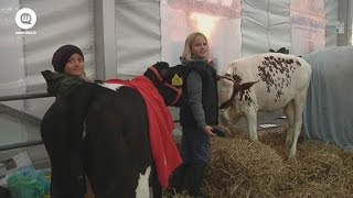 Woerdense koeienmarkt in volle gang  WoerdenTV [upl. by Aspa]