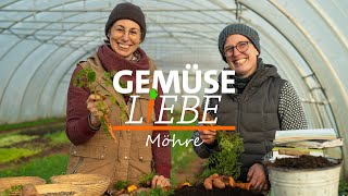 Möhren  Alles was Du über Anbau Pflege und Lagerung wissen musst  Gemüseliebe [upl. by Ishmael]