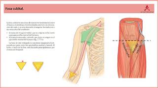 65 La fosa cubital Clase de Anatomía Humana de Gray [upl. by Sisile]