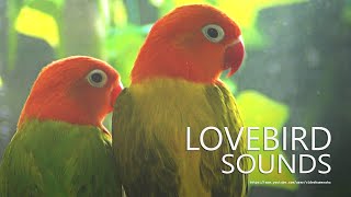 Lovebirds Chirping Sounds  Two Opaline Lovebirds  Young Lovebird [upl. by Aihsar]