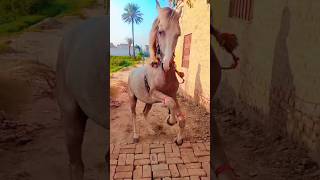 horse cute horse walking horsr live [upl. by Nonah765]