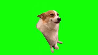 Green Screen Smiling Corgi Dog Meme [upl. by Naquin]