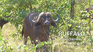 SOUTH AFRICA tsessebe buffalo and more Krugerpark 29 April 2024 [upl. by Lubbock]