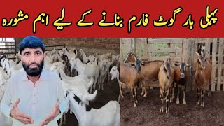 Important advice for making goat farm first time  Pehli bar goat farm banane ke liye mashwarah [upl. by Nawoj]