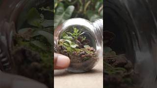 Making a mini native terrarium using plants from the garden [upl. by Tshombe]