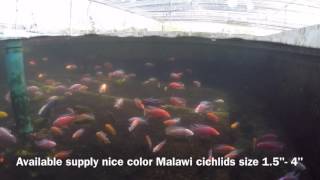 Malawi cichlids fish direct from breeding farm in Thailand [upl. by Charita]